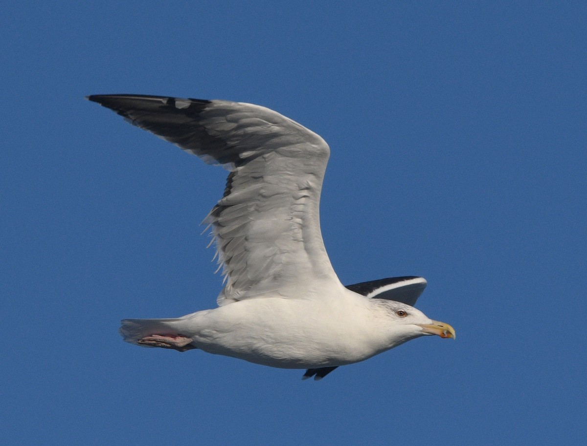 Great Black-backed Gull - ML645016856