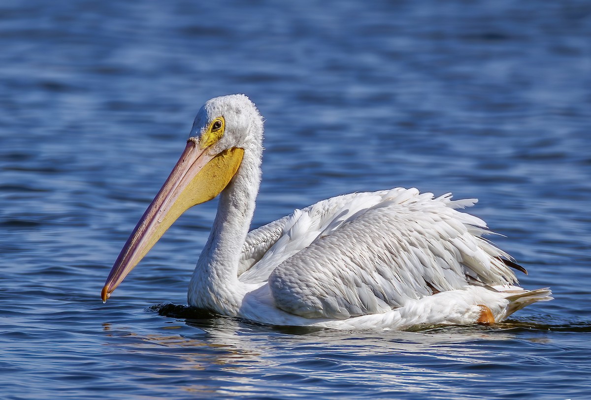 Pelícano Norteamericano - ML645016858