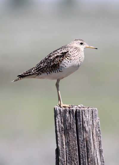 Correlimos Batitú - ML645016859