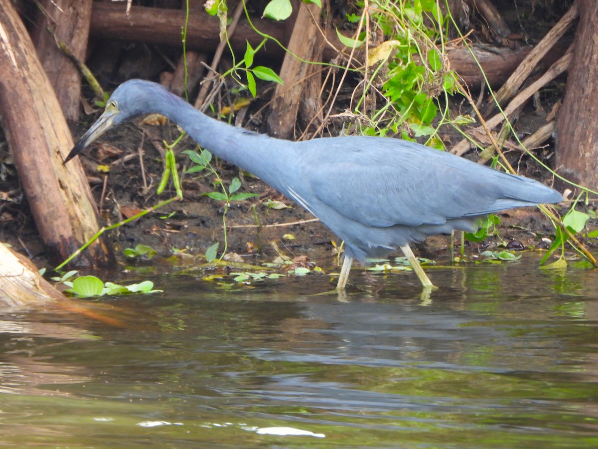 Blaureiher - ML645016860