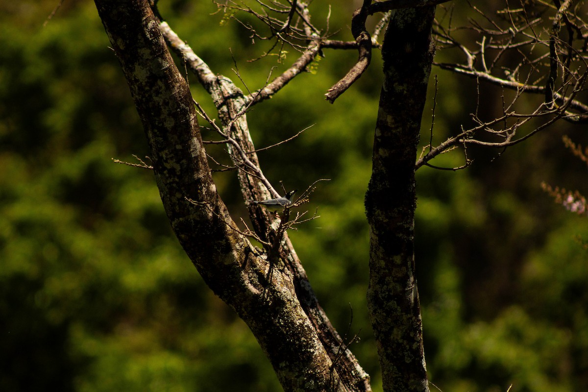 Tangara Encapuchada - ML645016861