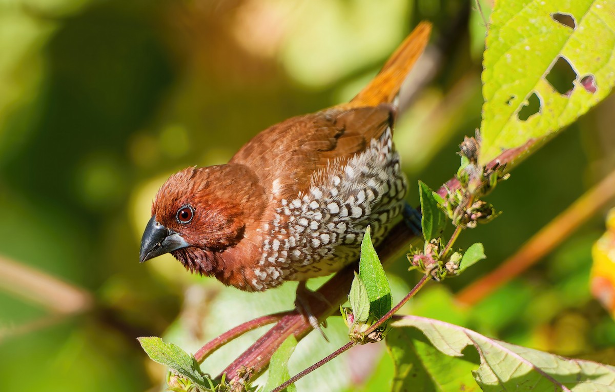Capuchino Punteado - ML645016863