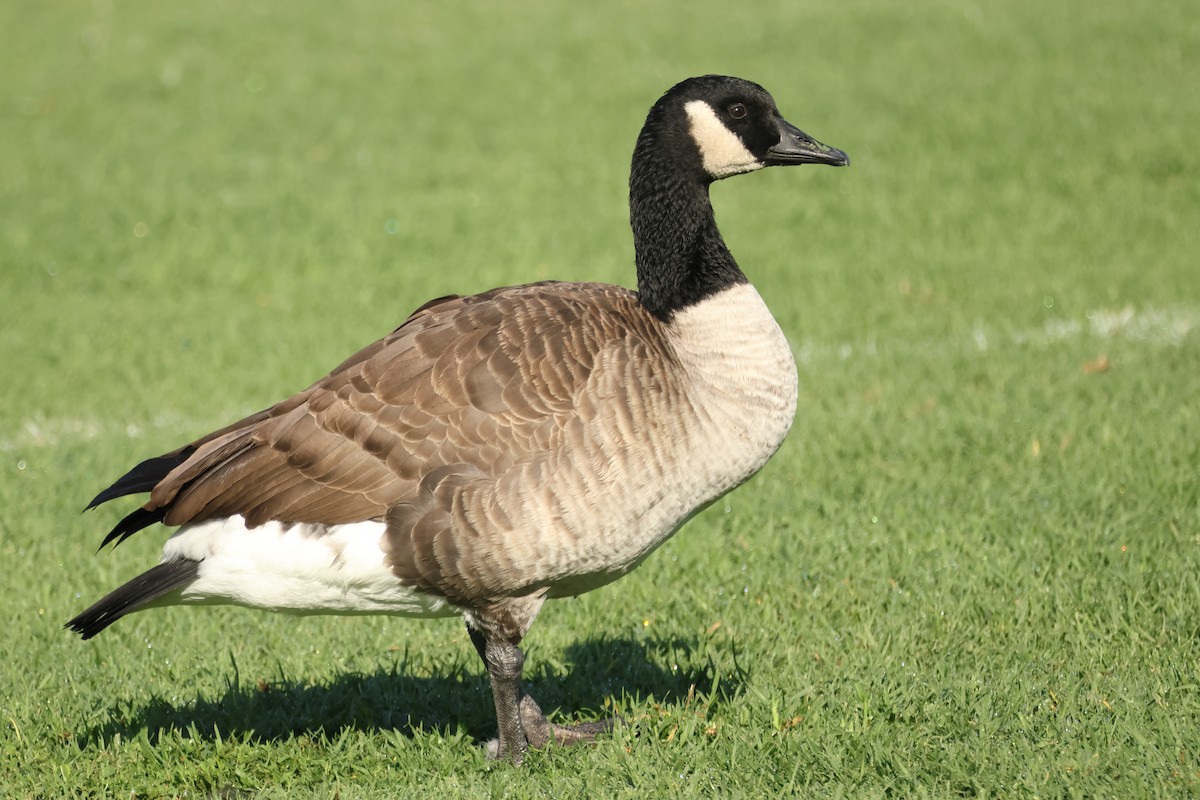 Barnacla Canadiense Grande - ML645016865