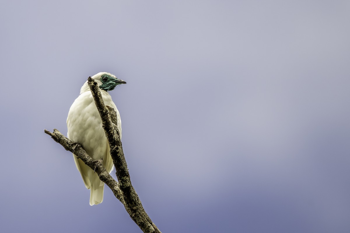 Campanero Meridional - ML645016867