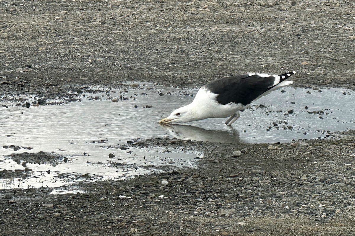Gavión Atlántico - ML645016868