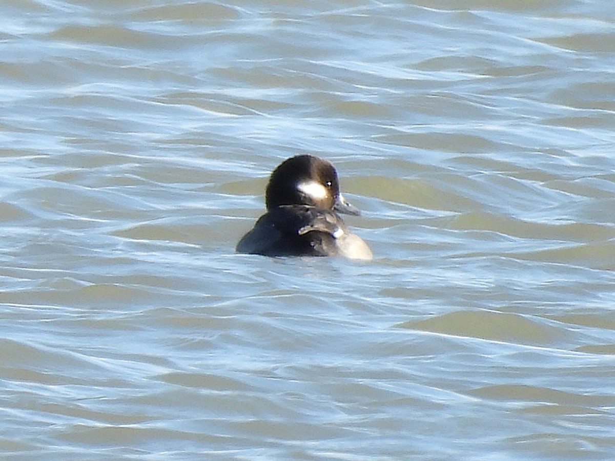 Bufflehead - ML645016869