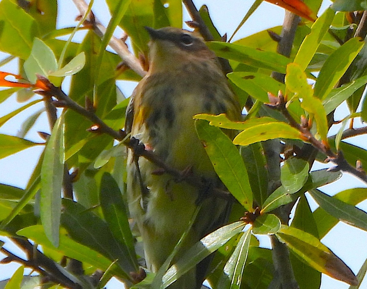 Kronenwaldsänger - ML645016875