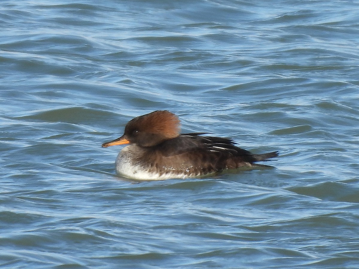 Hooded Merganser - ML645016876