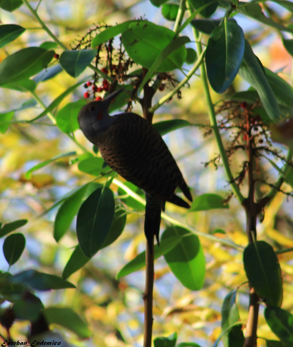 Northern Flicker - ML645016877