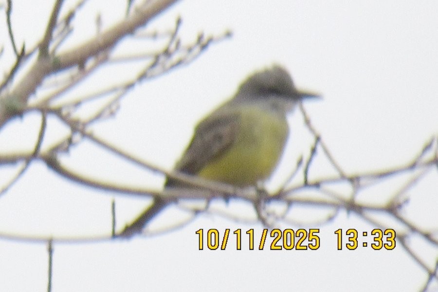 Tropical Kingbird - ML645016883