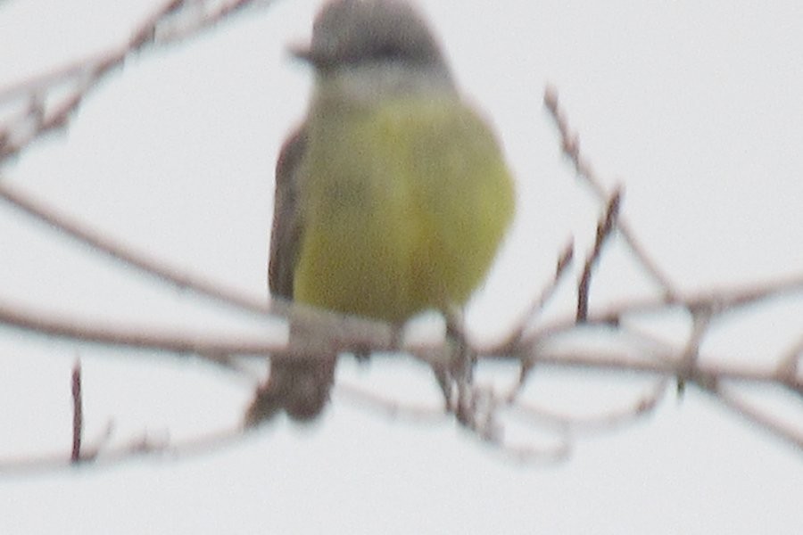 Tropical Kingbird - ML645016884