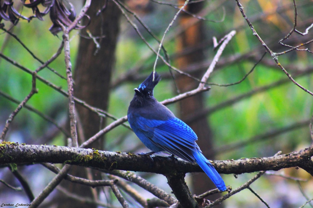 Steller Kargası - ML645016886