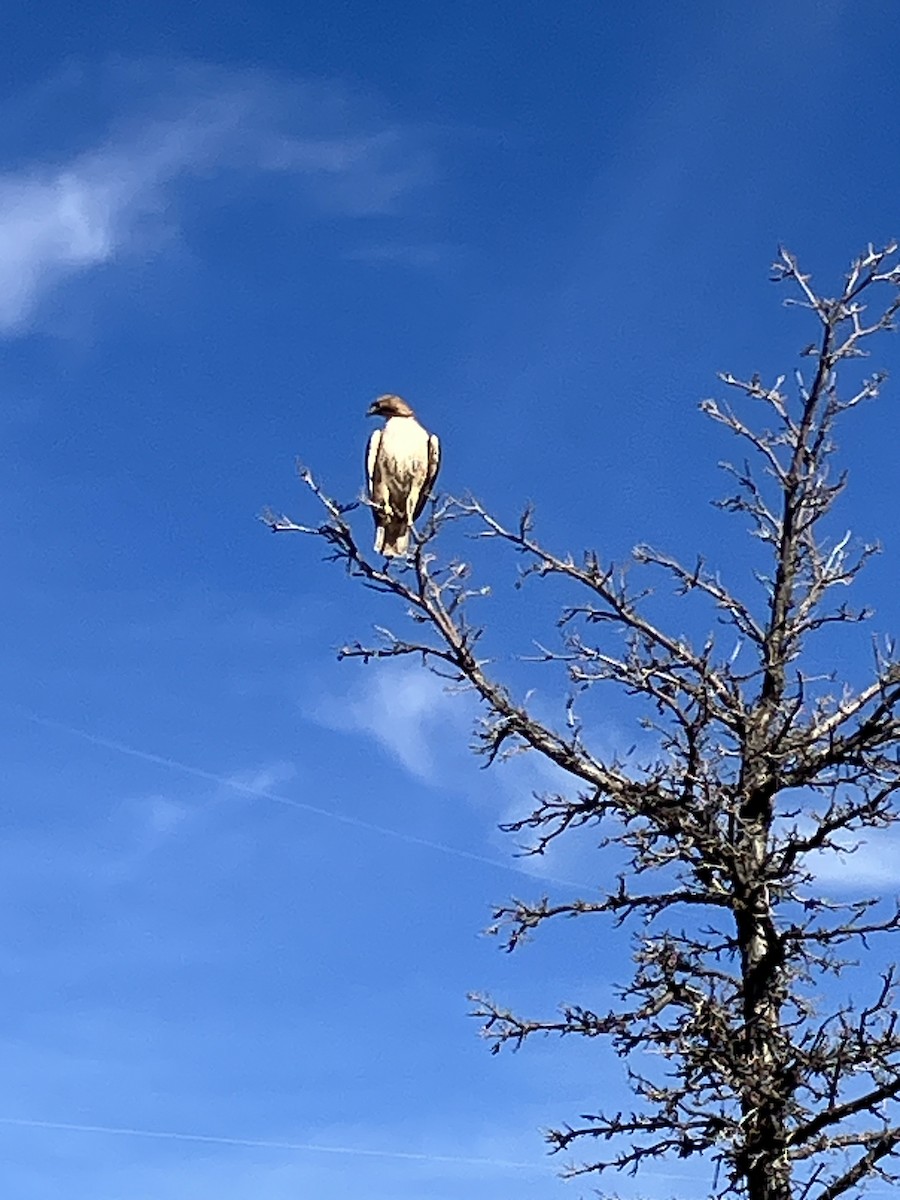 Red-tailed Hawk - ML645016890