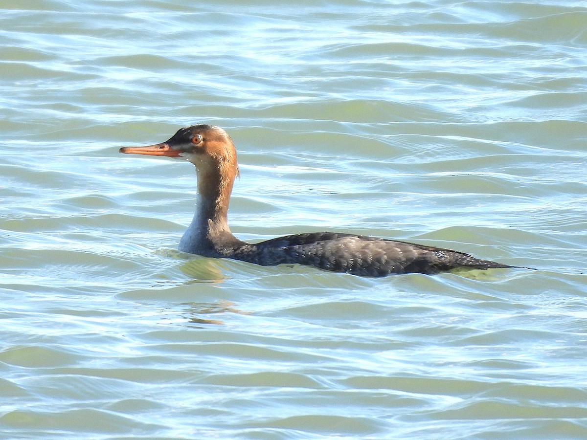 Red-breasted Merganser - ML645016893