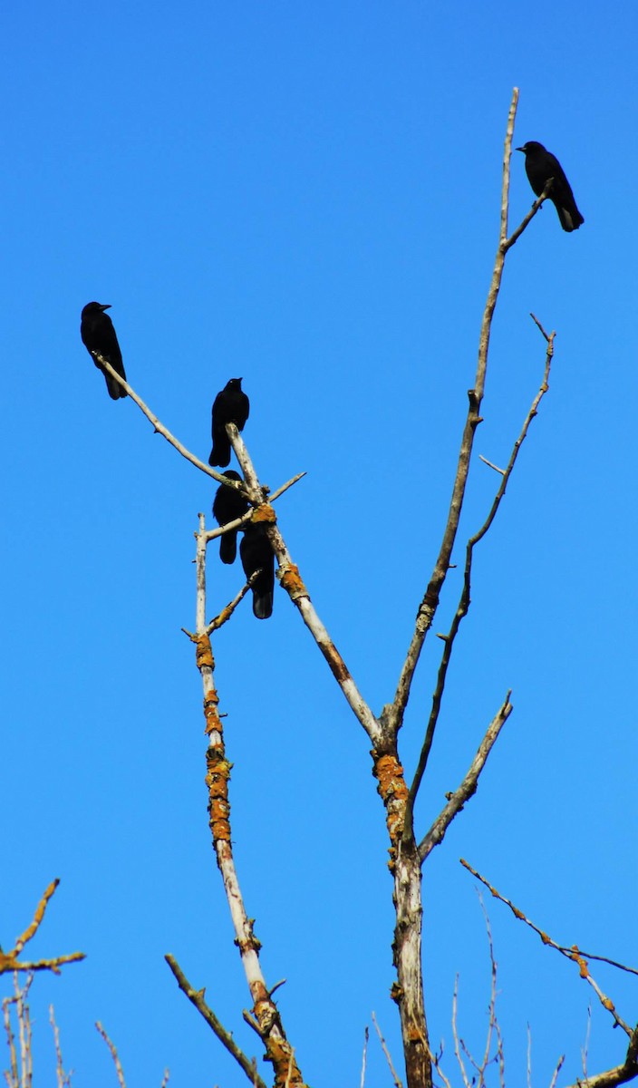 American Crow - ML645016898