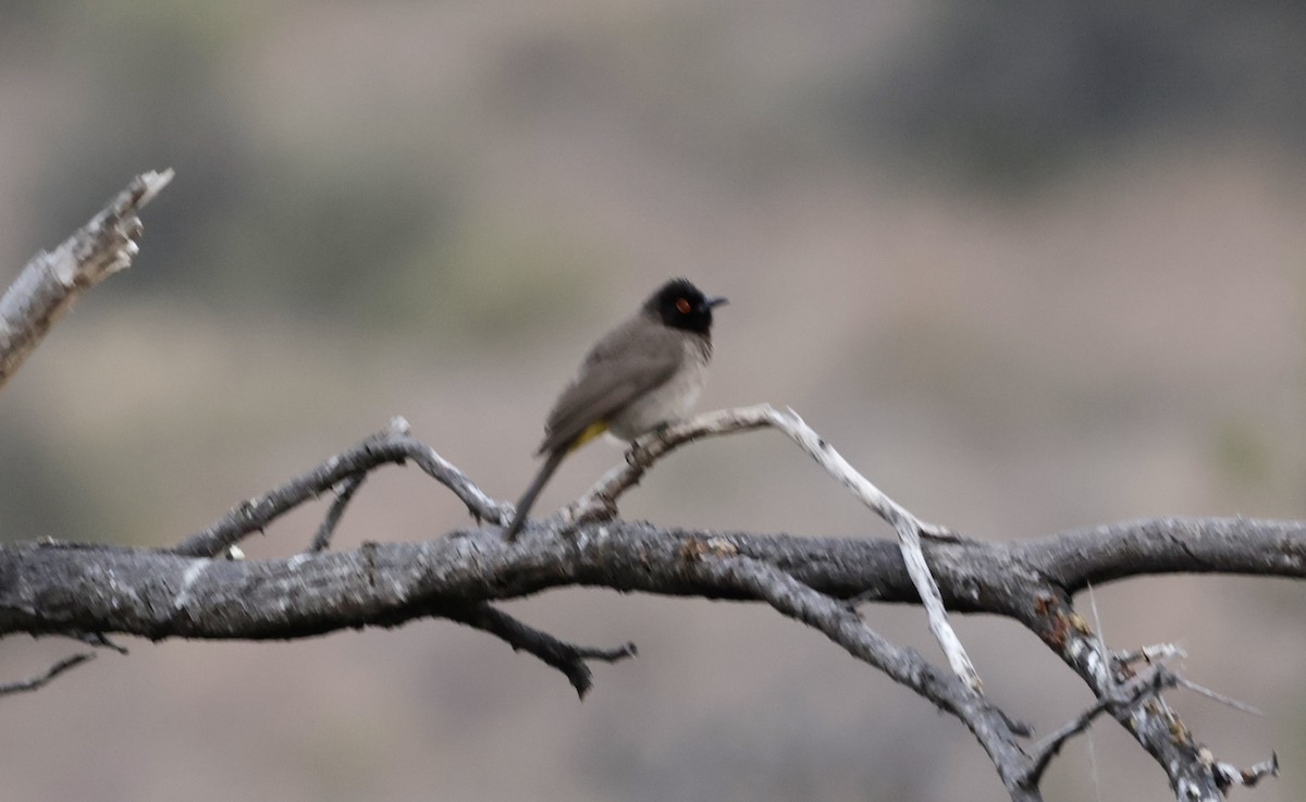 Black-fronted Bulbul - ML645016899
