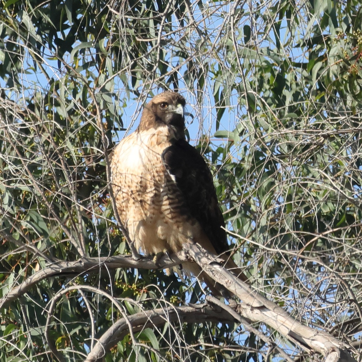 Red-tailed Hawk - ML645016902