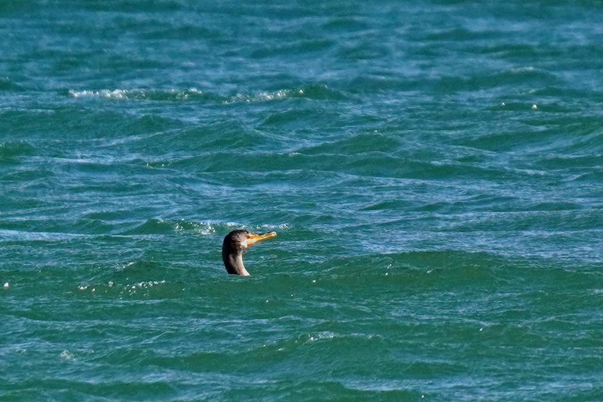 Double-crested Cormorant - ML645016907