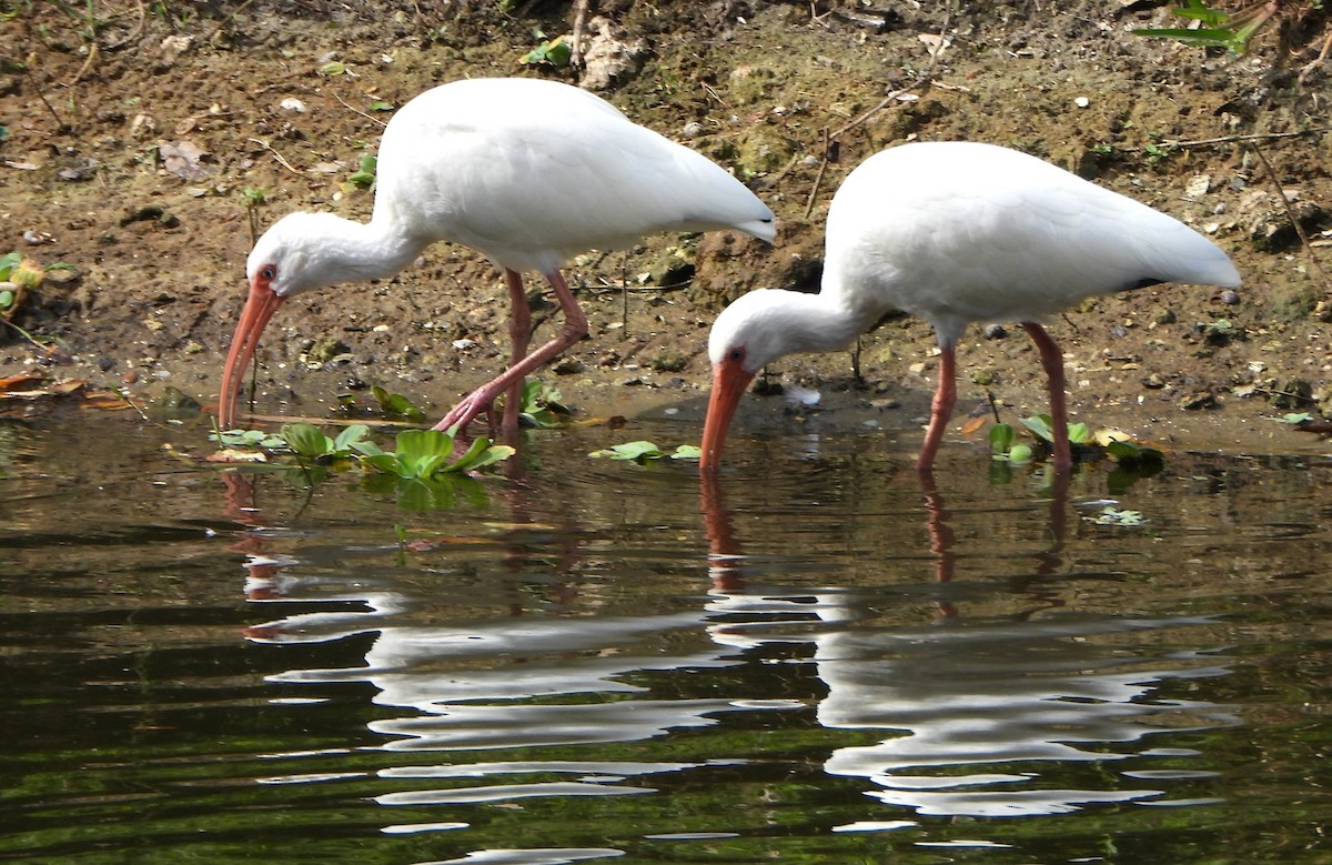 Schneesichler - ML645016912