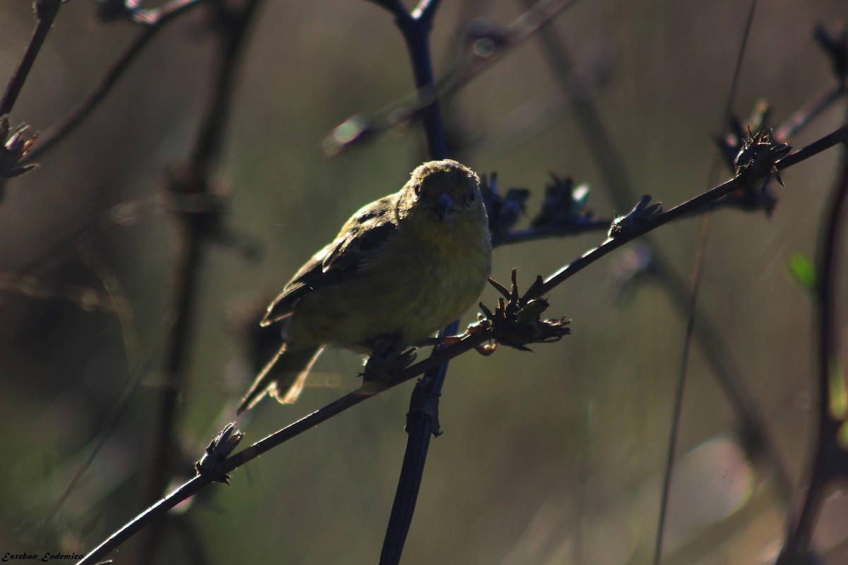 Lesser Goldfinch - ML645016913