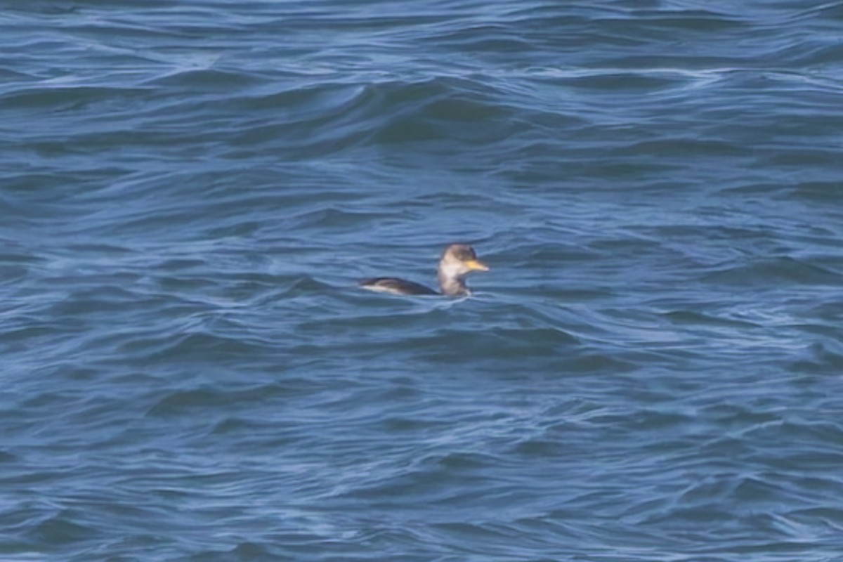Red-necked Grebe - ML645016923