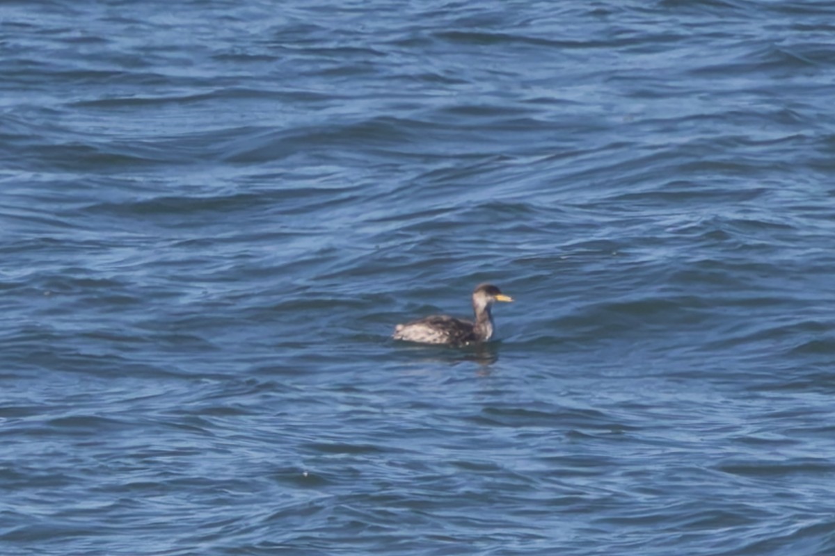 Red-necked Grebe - ML645016924