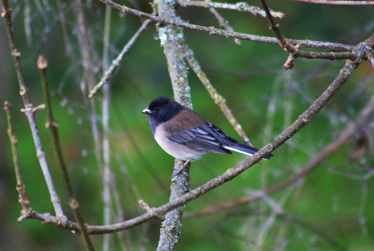 Dark-eyed Junco - ML645016941