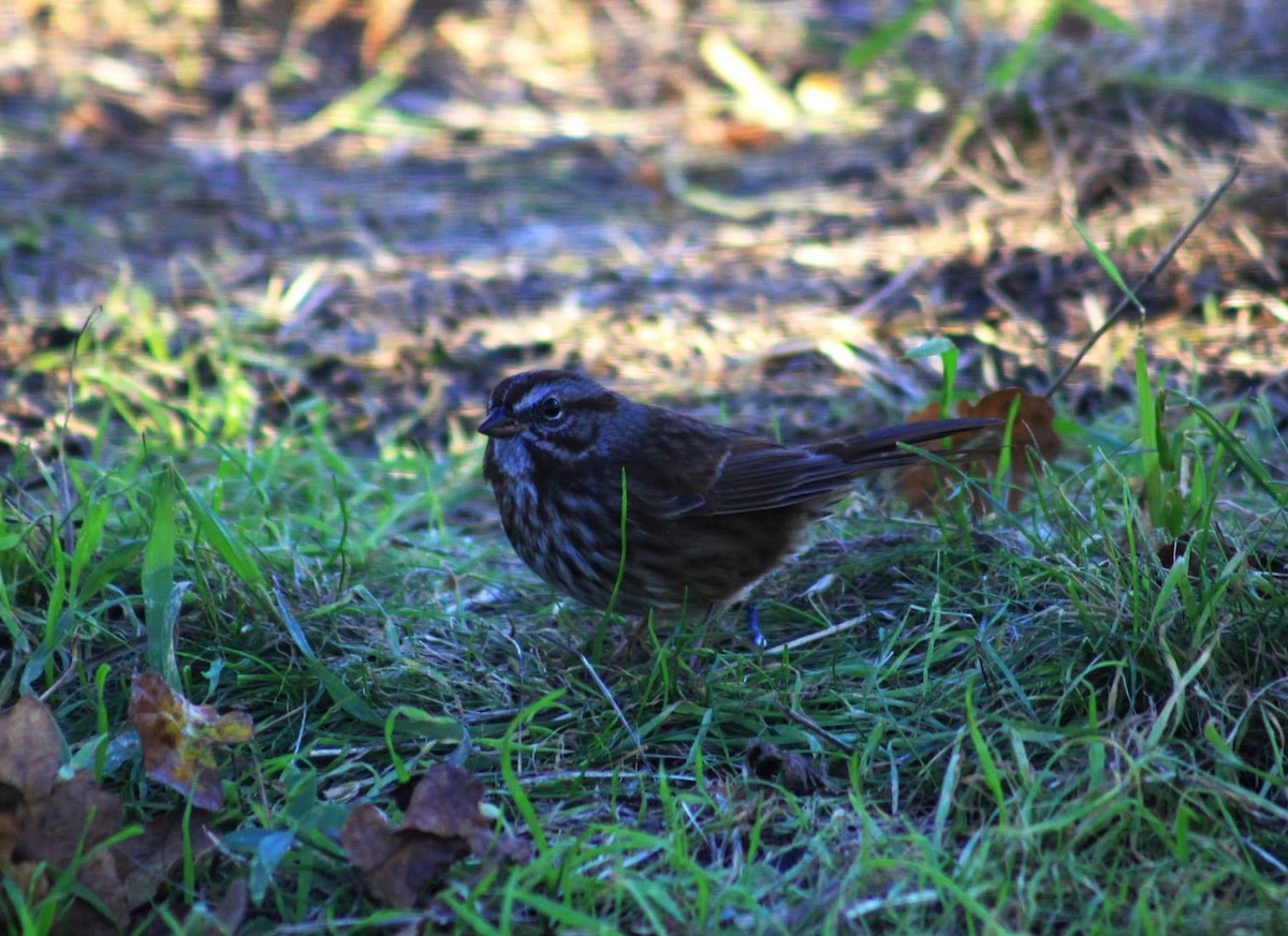 Song Sparrow - ML645016950