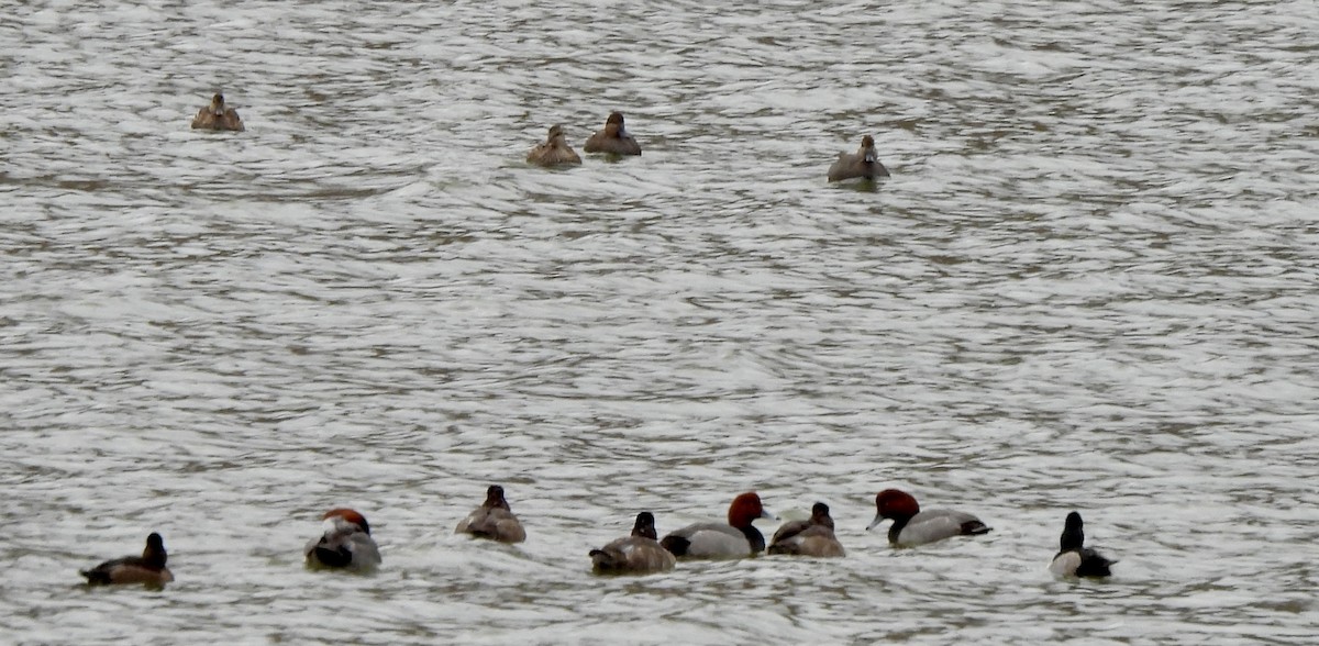 Redhead - ML645016965