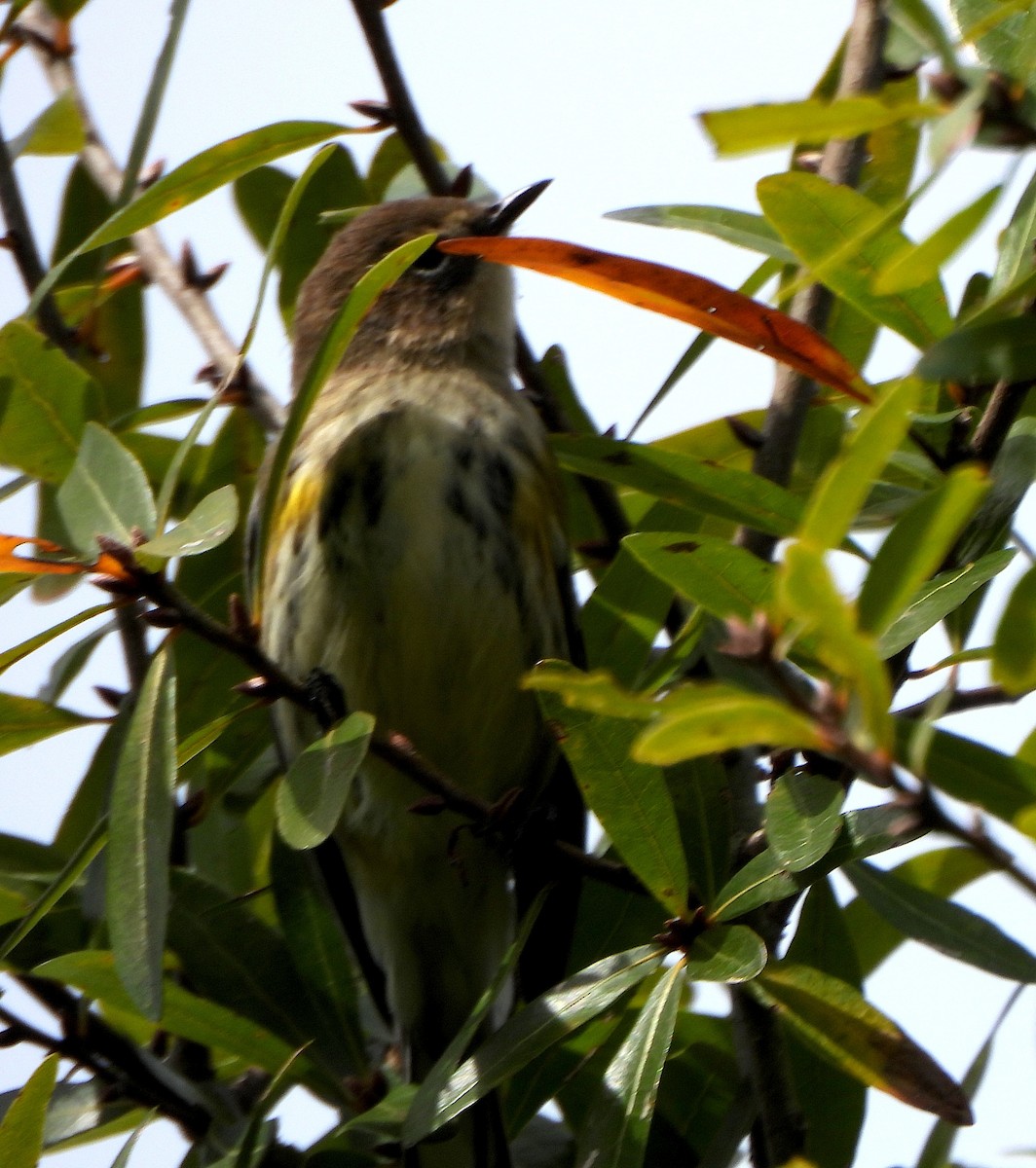 Kronenwaldsänger - ML645016968