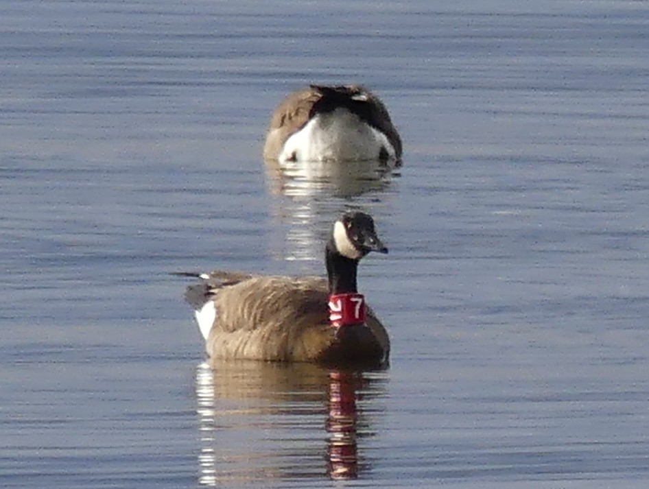 Canada Goose (occidentalis/fulva) - ML645016989