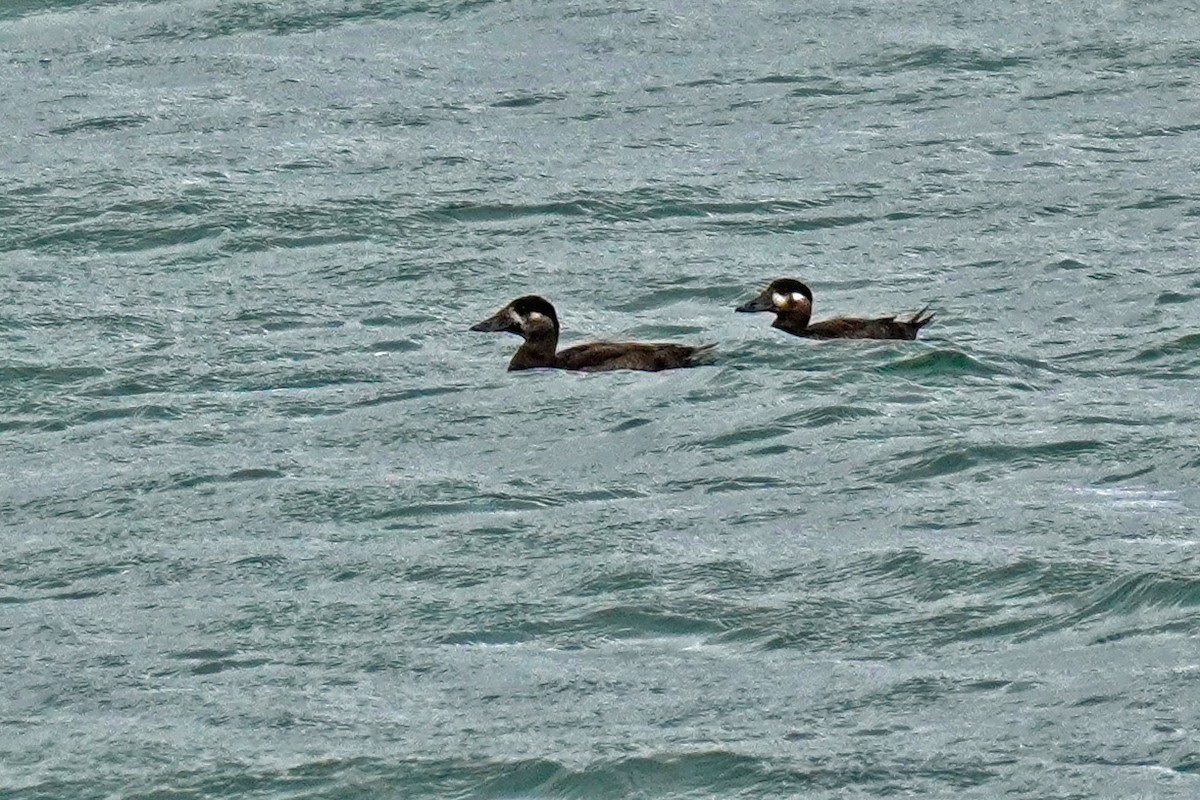 Surf Scoter - ML645016990