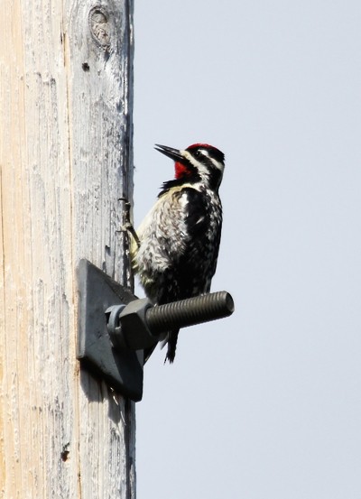 Yellow-bellied Sapsucker - ML645016996