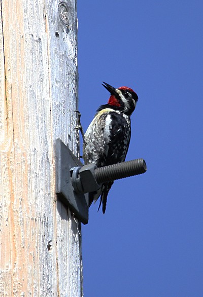 Yellow-bellied Sapsucker - ML645017000