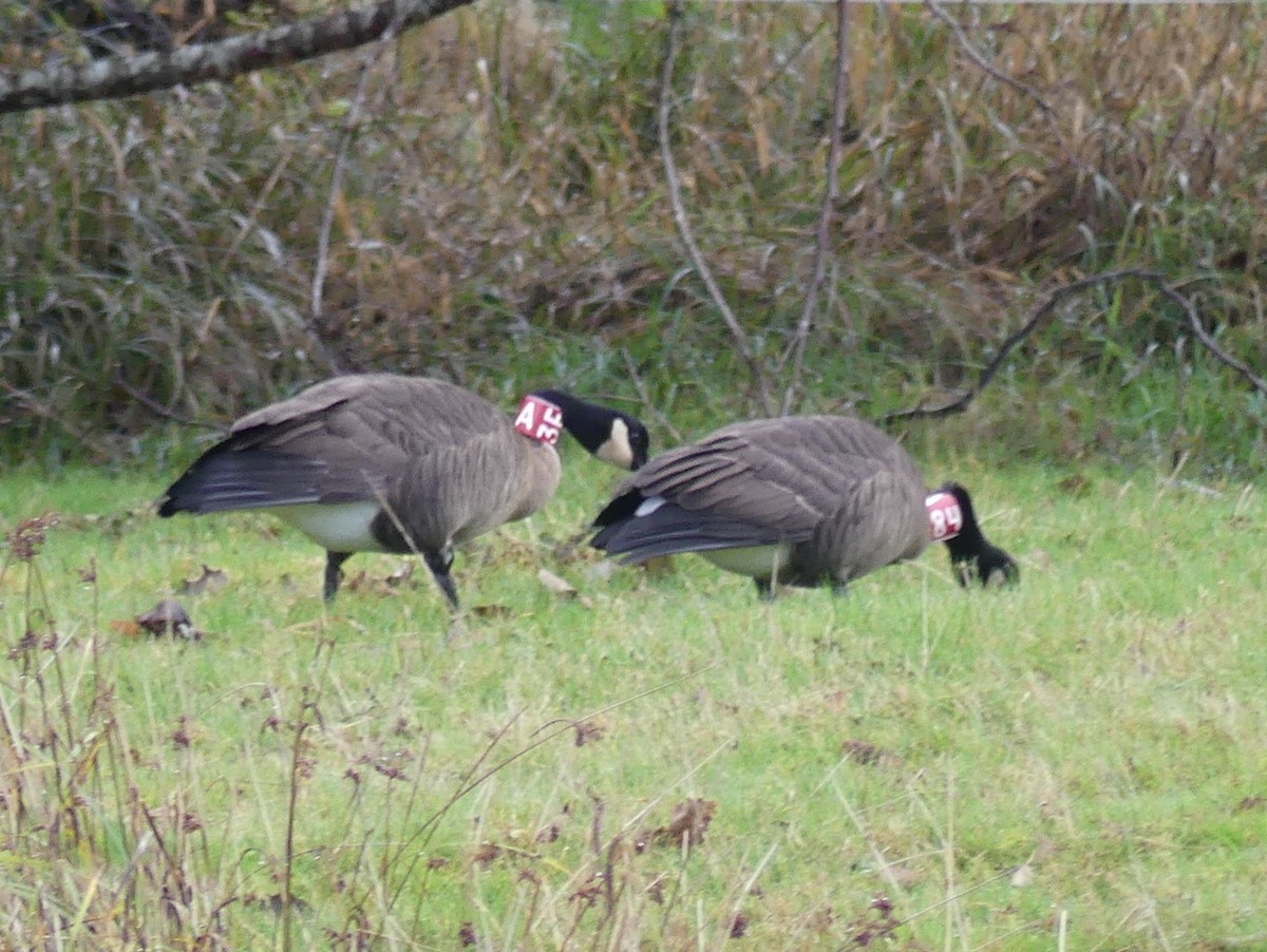 Canada Goose (occidentalis/fulva) - ML645017010