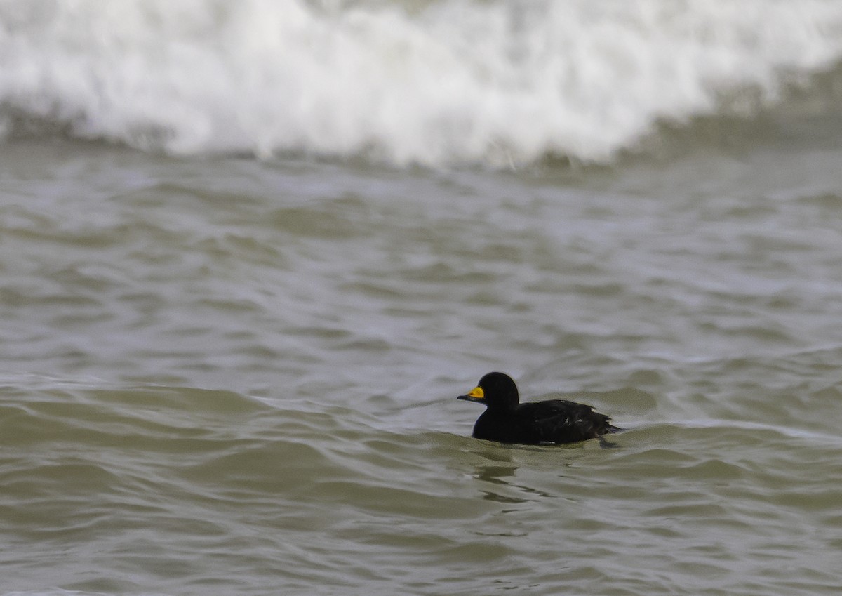Black Scoter - ML645017011