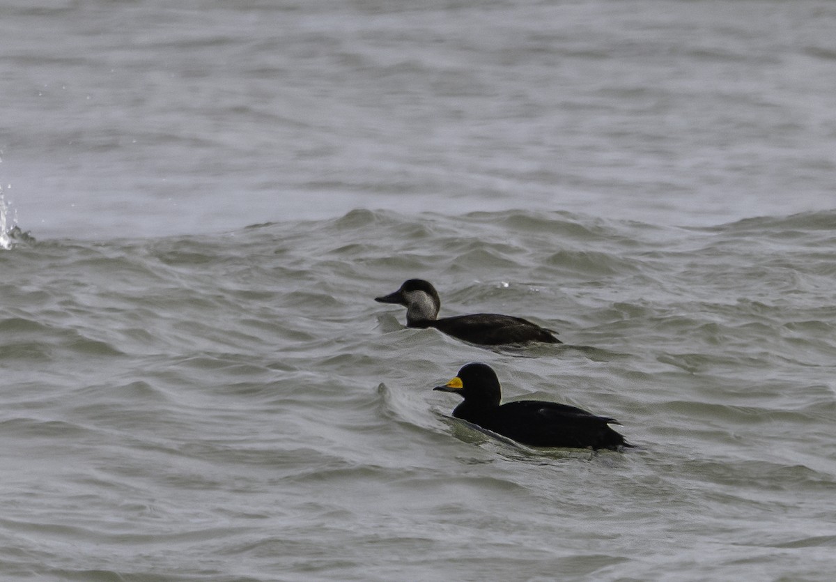 Black Scoter - ML645017012