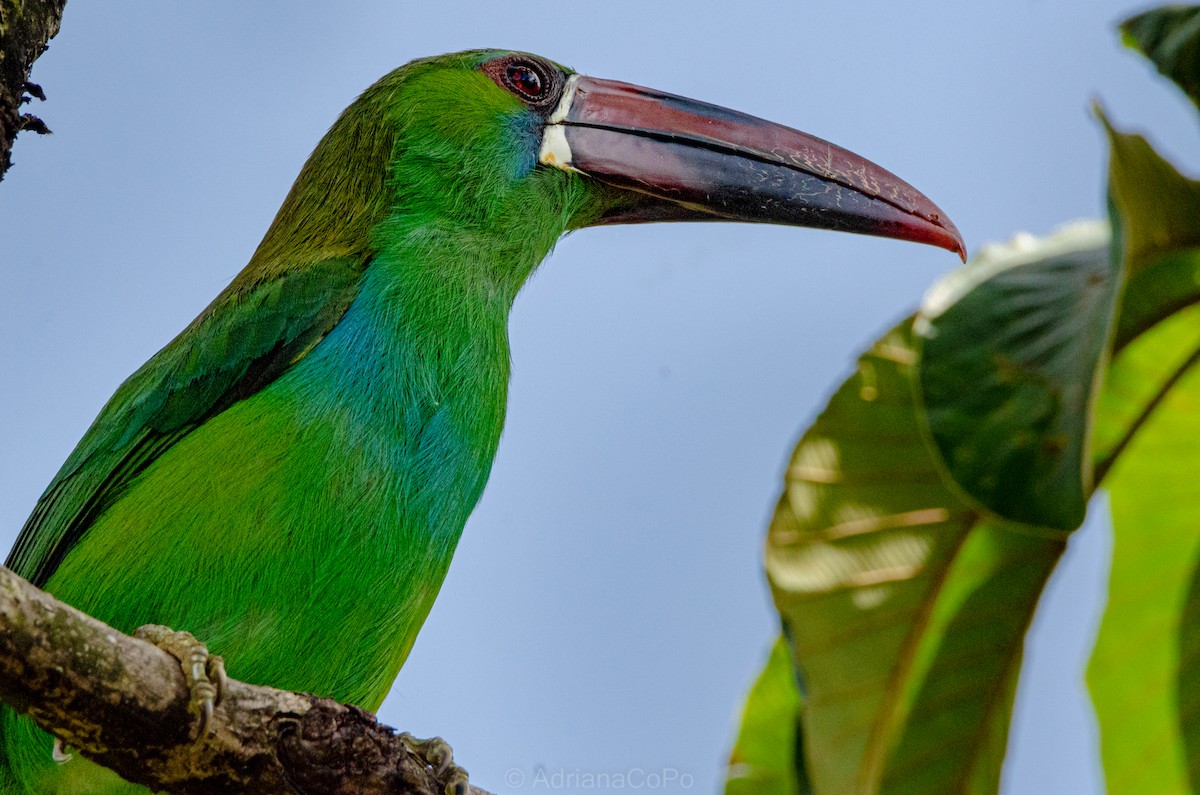 Crimson-rumped Toucanet - ML645017020