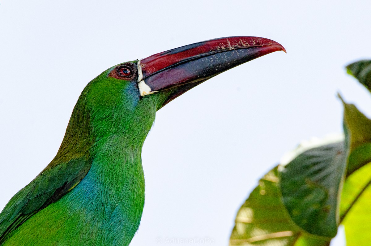 Crimson-rumped Toucanet - ML645017021