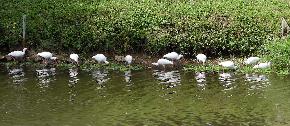 Schneesichler - ML645017031