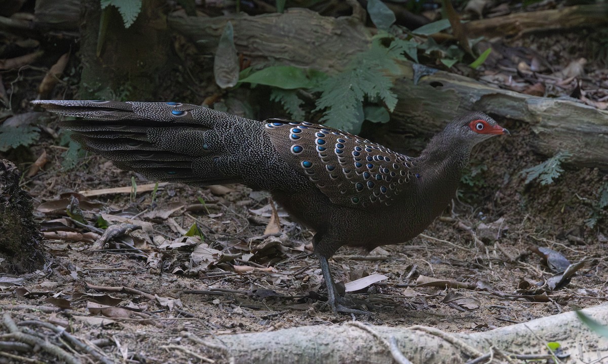 Başlıklı Küçük Tavus Sülünü - ML645017036