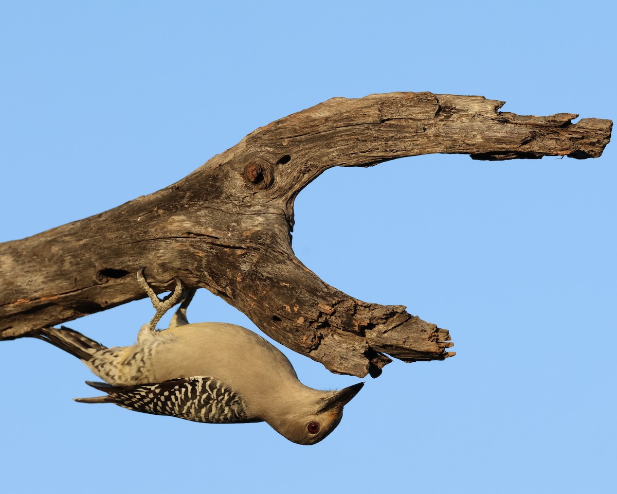 Golden-fronted Woodpecker - ML645017050