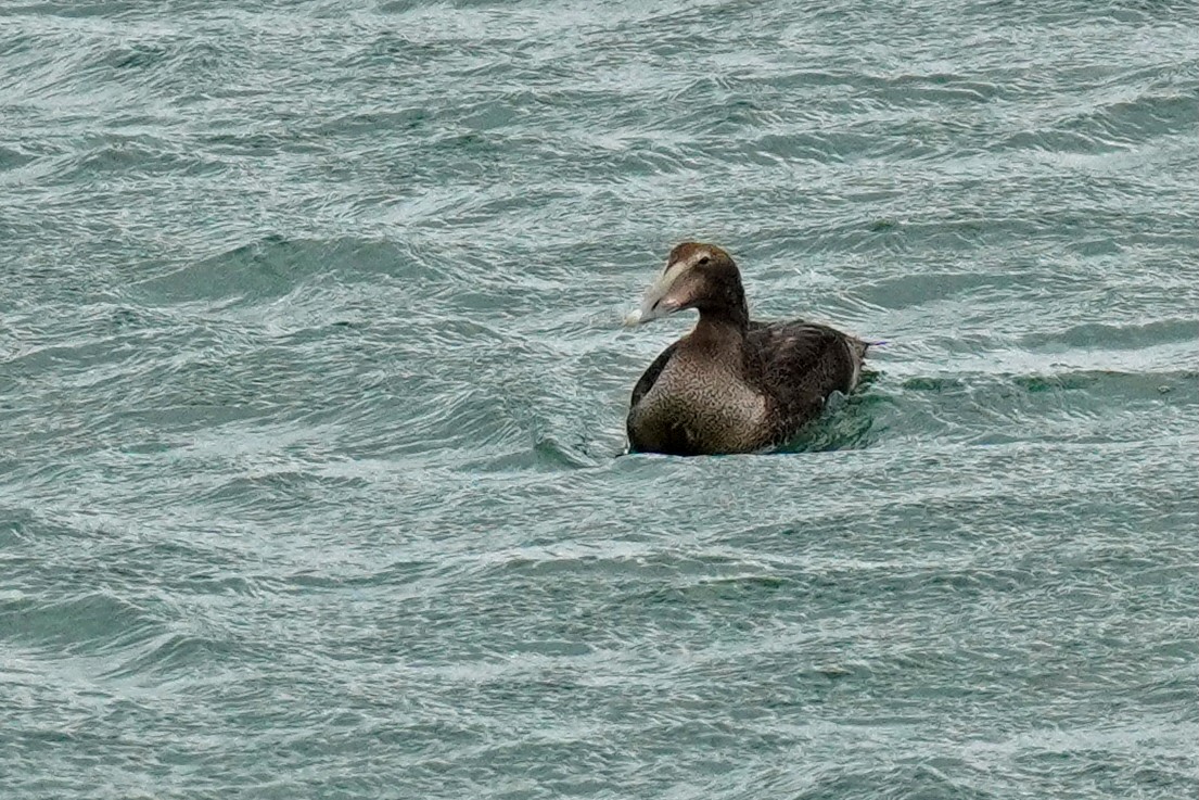 Common Eider - ML645017052