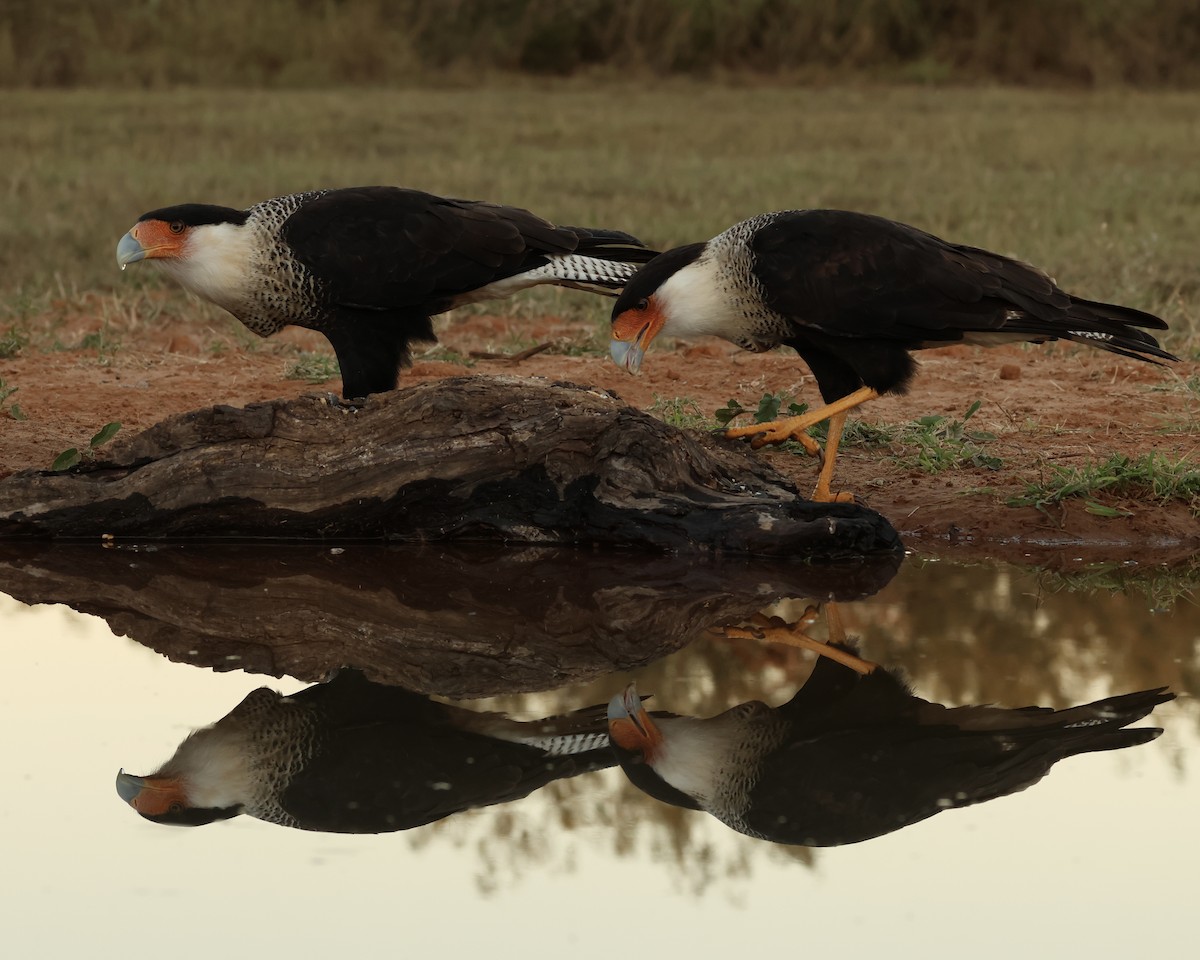 Crested Caracara - ML645017055