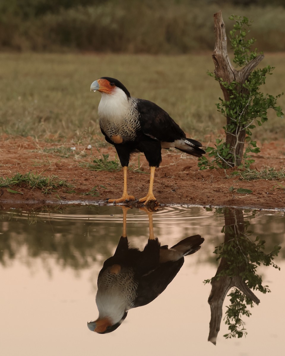 Crested Caracara - ML645017056