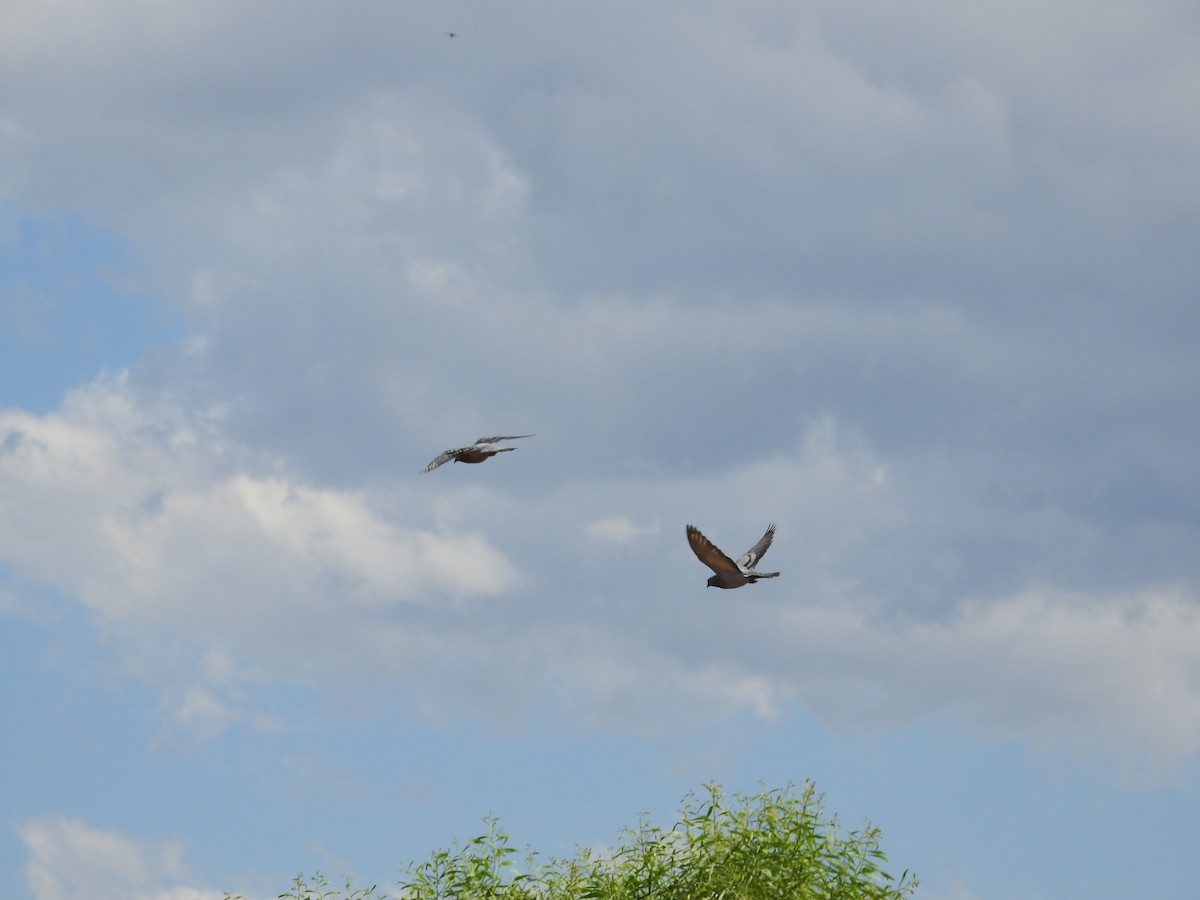 Haitz-usoa (etxekoa) - ML645017059