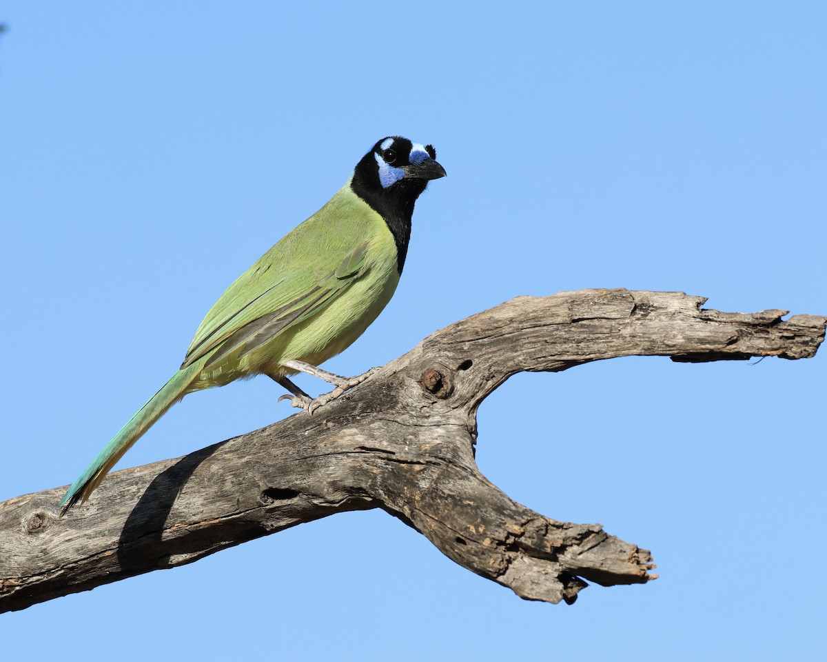 Green Jay - ML645017064