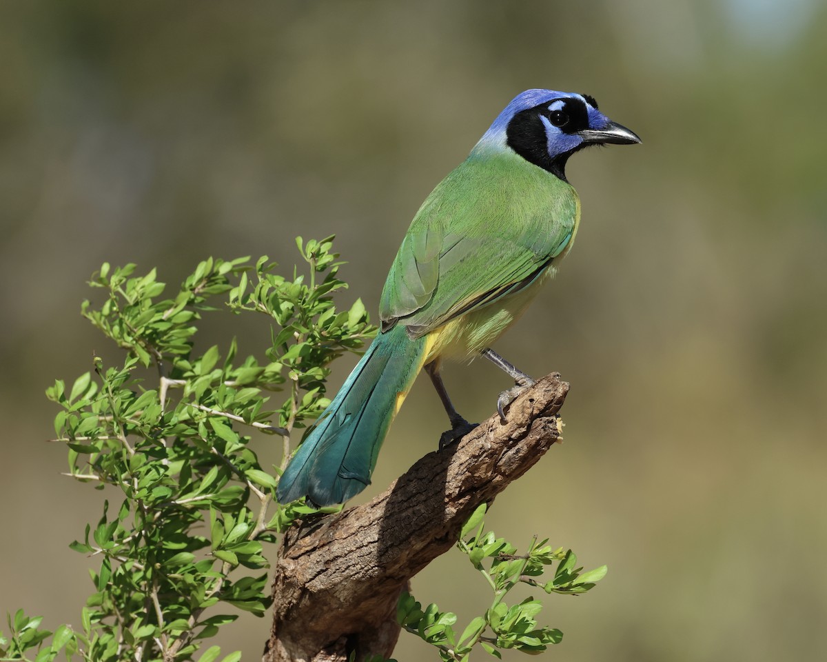 Green Jay - ML645017066