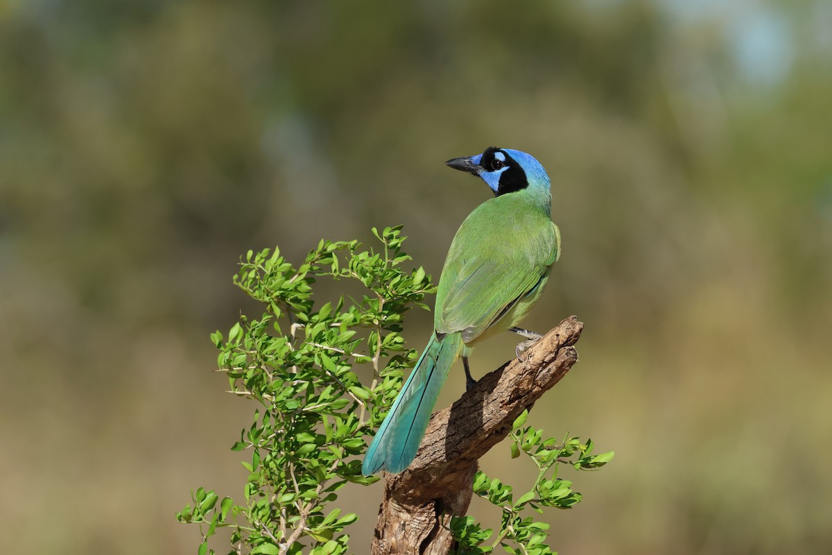 Green Jay - ML645017067