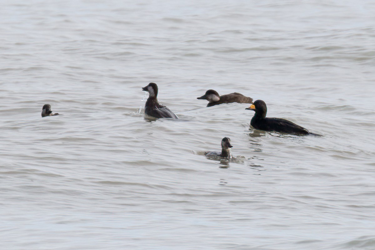 Black Scoter - ML645017074